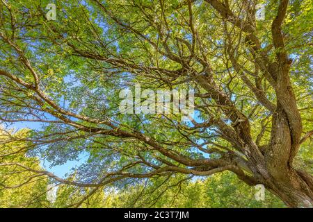 The sun shining through a majestic green oak tree on a meadow, with clear blue sky in the background, panorama format Stock Photo