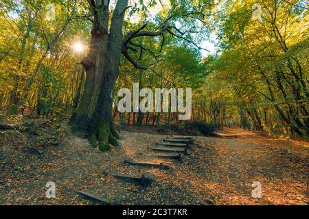 Autumn forest nature. Peaceful vivid morning in colorful forest with sun rays through branches of trees. Scenery of nature with sunlight Stock Photo