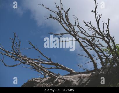 Dry tree branches against the blue sky. Dead tree. Sunny summer days Stock Photo