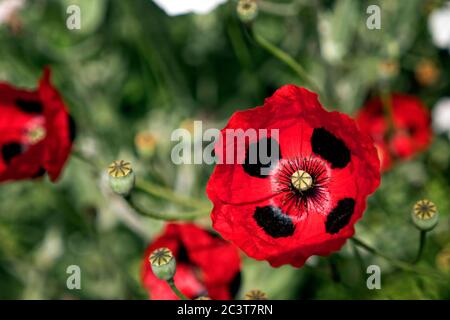 Ladybird Poppy flowers in the boarder at Great Dixter House and gardens East Sussex UK Stock Photo