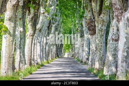 Country road running through tree alley in south France, Provence. Beautiful sycamore trees alley and road in summer landscape Stock Photo