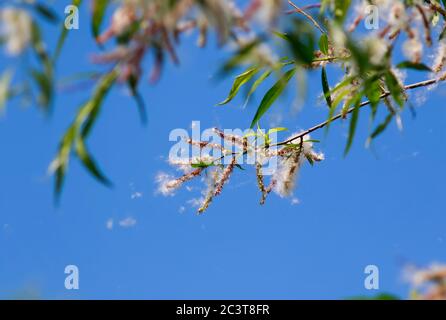 natural background with fluffy white fluff flying from tree branches causing seasonal allergies on a summer Sunny warm day Stock Photo