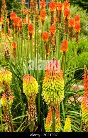 Torch lily Torch Lilies Kniphofias Stock Photo