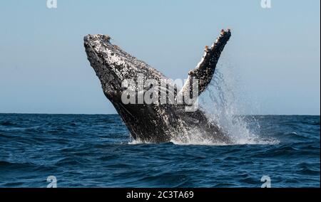 Humpback whale breaching. Humpback whale jumping out of the water. South Africa. Stock Photo