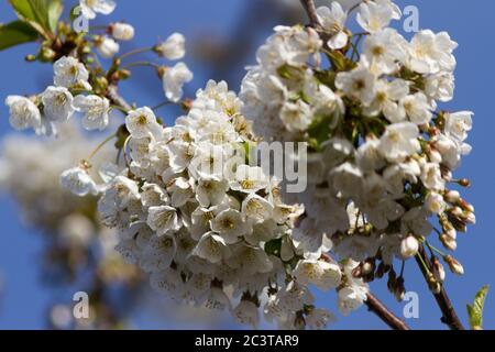 The flowers of the Pear-leaved Crab Apple put on a spectacular spring display making this hybrid a very popular shrub in many British gardens Stock Photo