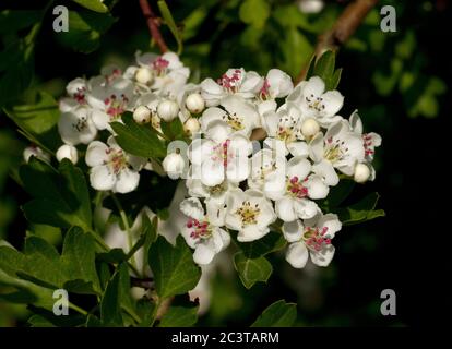 An attractive small tree this hybrid between a wild Malus and a Sorbus, the Hawthorn-leaved Crab Apple is occasionally planted Stock Photo