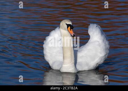 Mute Swan,  Cygnus olor,  Single adult male swimming.  Slimbridge, Gloucestershire, UK. Stock Photo