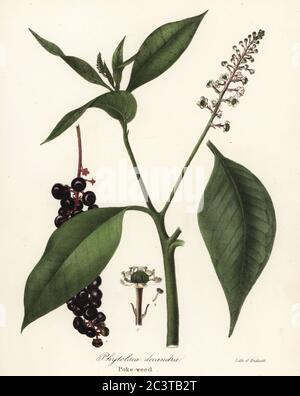 Pokeweed, Phytolacca americana (Phytolaca decandra). Handcoloured lithograph by Endicott after a botanical illustration from John Torrey’s A Flora of the State of New York, Carroll and Cook, Albany, 1843. The plates drawn by John Torrey, Agnes Mitchell, Elizabeth Paoley and Swinton. John Torrey was an American botanist, chemist and physician 1796-1873. Stock Photo