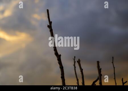 Pruned branches of a tree silhouetted against the sunset with a grey cloudy sky and copy space for weather related themes Stock Photo