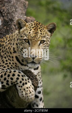 Vertical portrait of male leopard sitting in a tree and looking straight in the camera in Kruger Park South Africa Stock Photo