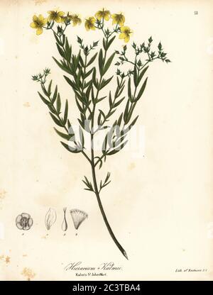 Kalm’s St. Johns Wort, Hieracium kalmii or Hieracium umbellatum. Handcoloured lithograph by Endicott after a botanical illustration from John Torrey’s A Flora of the State of New York, Carroll and Cook, Albany, 1843. The plates drawn by John Torrey, Agnes Mitchell, Elizabeth Paoley and Swinton. John Torrey was an American botanist, chemist and physician 1796-1873. Stock Photo