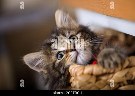 Eight week old kitten photographed enjoying life in a basket. Stock Photo