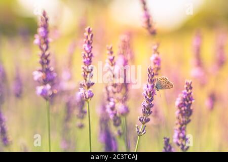 Lavender bushes with butterfly closeup on sunset. Sunset mood over purple flowers of lavender. Inspirational summer flowers background Stock Photo