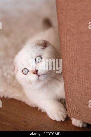 Portrait of a playful, small and surprised kitten. A Scottish kitten is playing and hiding behind a sofa. Stock Photo