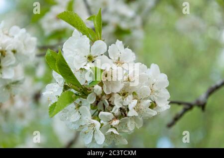 Cherry Blossom Stock Photo