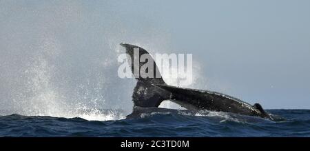 A Humpback whale raises its powerful tail over the water of the Ocean.. The whale is spraying water. Scientific name: Megaptera novaeangliae. South Af Stock Photo