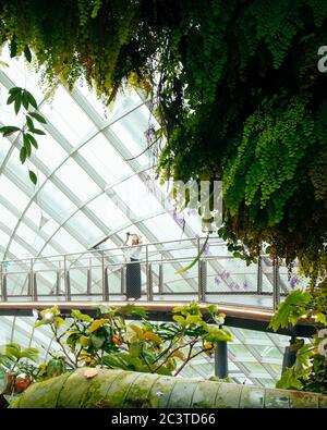 Interior view. Cooled Conservatories, Gardens by the Bay, Singapore, Singapore. Architect: Wilkinson Eyre Architects, 2011. Stock Photo