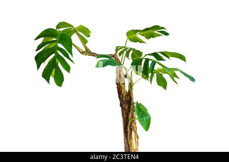 Jungle tree trunk with tropical foliage plants, climbing Monstera (Monstera deliciosa) and forest orchid green leaves growing in wild isolated on whit Stock Photo