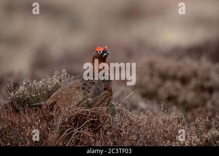A Red Grouse (Lagopus lagopus) on a grouse moor in the Cairngorms National Park, Scotland. Stock Photo