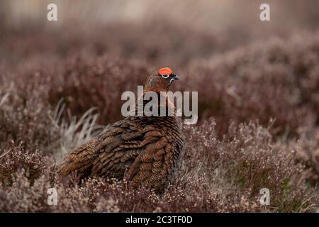 A Red Grouse (Lagopus lagopus) on a grouse moor in the Cairngorms National Park, Scotland. Stock Photo