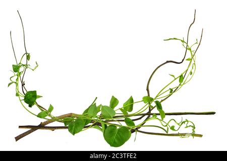 twisted  vines leaves isolated on white background at the roots of tropical trees, isolated on white background with clipping path. can be used as wal Stock Photo