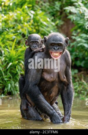 Bonobo Cub on the mother's back. A bonobo with baby is standing in the water. Green natural background.  Scientific name: Pan paniscus. Democratic Rep Stock Photo