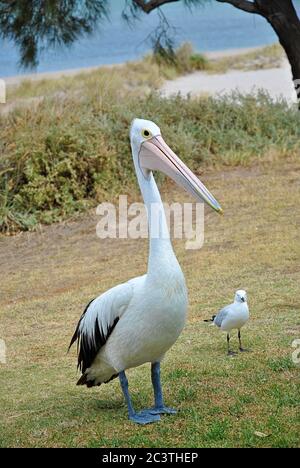 Australian pelican (Pelecanus conspicillatus) front of the camera Stock Photo