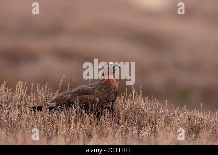 A Red Grouse (Lagopus lagopus) on a shooting estate in the Pennines, North Yorkshire. Stock Photo