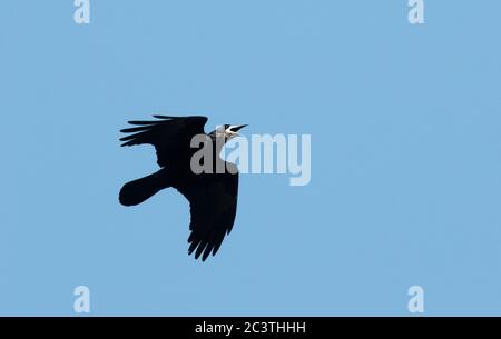 rook (Corvus frugilegus), calling in flight, view from below, Netherlands Stock Photo