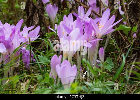 Byzantine Meadow Saffron (Colchicum byzantinum, Colchicum x byzantinum), blooming, Netherlands Stock Photo