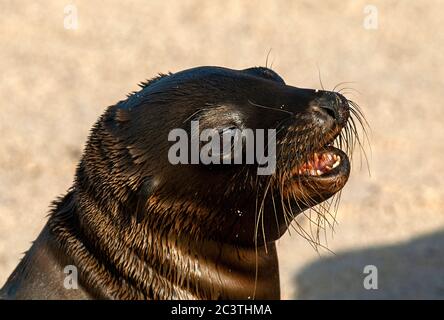 Galapagos sea lion (Zalophus californianus wollebaeki, Zalophus wollebaeki), young pup calling, Ecuador, Galapagos Islands Stock Photo