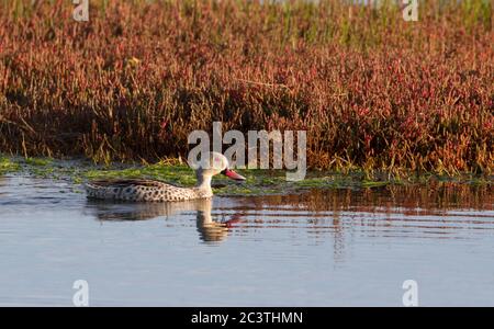 Cape teal (Anas capensis), swimming, side view, South Africa, Western Cape, Paarl Bird Sanctuary Stock Photo