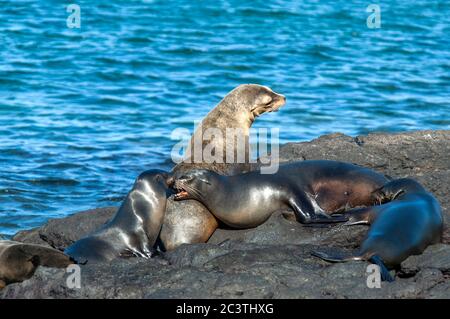 Galapagos sea lion (Zalophus californianus wollebaeki, Zalophus wollebaeki), young pups together, Ecuador, Galapagos Islands Stock Photo