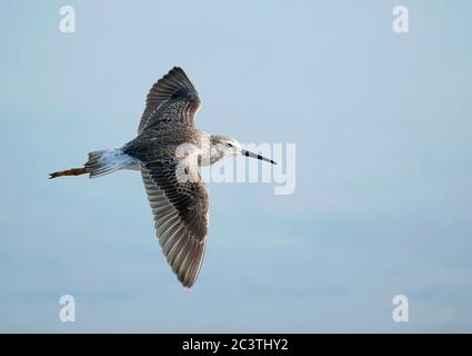 stilt sandpiper (Micropalama himantopus), Non-breeding adult flying, Puerto Rico, Cabo Rojo Salt Flats National Wildlife Refuge, Cabo Rojo Stock Photo