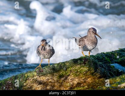 purple sandpiper (Calidris maritima), two purple sandpipers foraging on a with waterweed overgrown rock, Netherlands Stock Photo