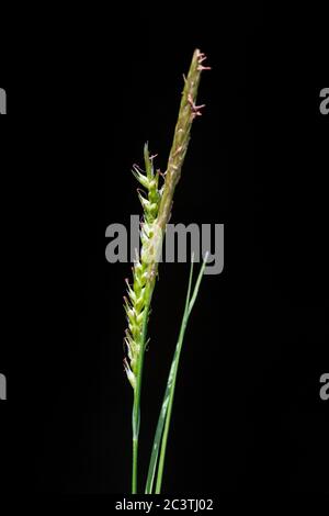 wood-sedge (Carex sylvatica), inflorescence against black background, Netherlands Stock Photo