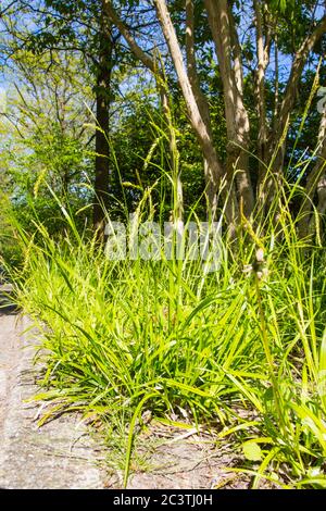 wood-sedge (Carex sylvatica), habit, Netherlands Stock Photo