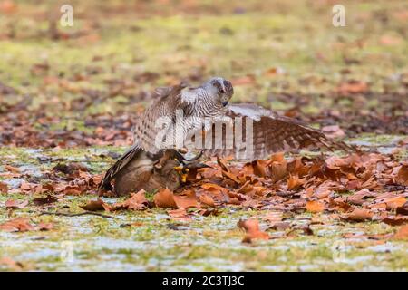 northern goshawk (Accipiter gentilis), capturing a rabbit, falconry, Germany Stock Photo