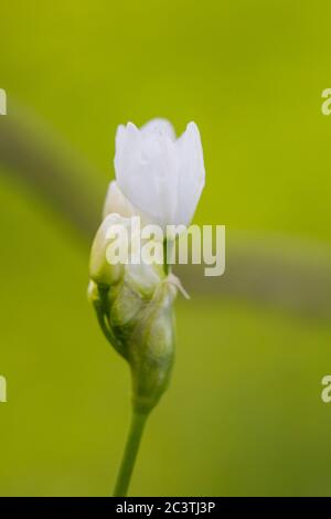 Lebanon Onion, Allium zebdanense (Allium zebdanense), inflorescence, Netherlands Stock Photo