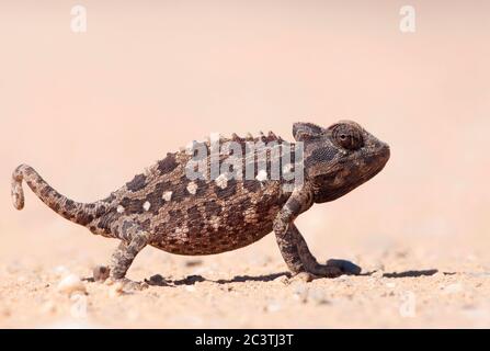Desert chameleon, Namaqua chameleon (Chamaeleo namaquensis), full-length portrait, side view, Namibia Stock Photo