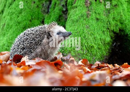 Western hedgehog, European hedgehog (Erinaceus europaeus), perched between leaves near a tree in autumn, Netherlands, Veluwe Stock Photo