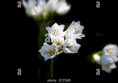 Lebanon Onion, Allium zebdanense (Allium zebdanense), inflorescence against black background, Netherlands Stock Photo