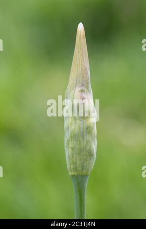 Honey garlic (Allium siculum, Nectaroscordum siculum), inflorescence in bud, Netherlands Stock Photo