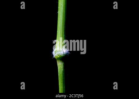 slender false brome, ornamental grass (Brachypodium sylvaticum), hairy node against black background, Netherlands, Drenthe Stock Photo