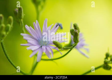 Common blue-sow-thistle (Cicerbita macrophylla), inflorescence Stock Photo