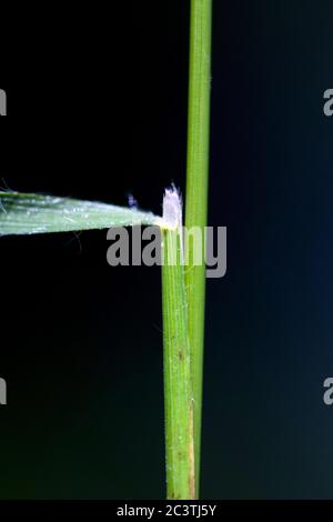 slender false brome, ornamental grass (Brachypodium sylvaticum), ligula node against black background, Netherlands, Drenthe Stock Photo