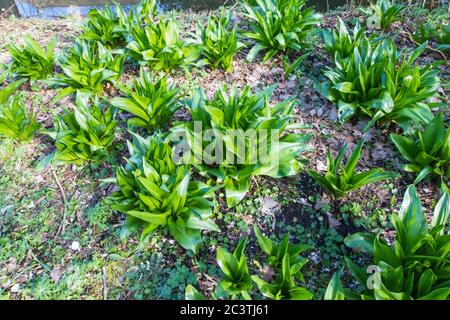 Byzantine Meadow Saffron (Colchicum byzantinum, Colchicum x byzantinum), in a garden, Netherlands, Frisia, Schierstins Stock Photo