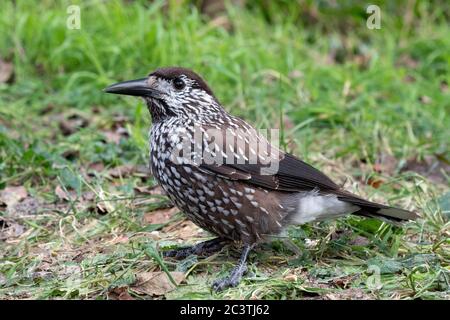spotted nutcracker (Nucifraga caryocatactes), perching on the ground, side view, Netherlands Stock Photo