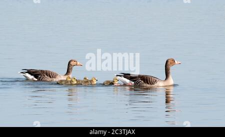greylag goose (Anser anser), adults swimming with chicks, Netherlands Stock Photo