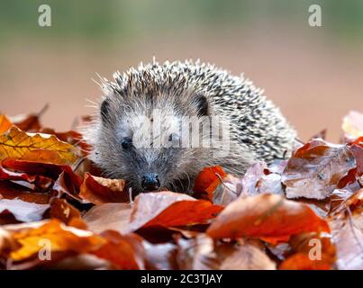 Western hedgehog, European hedgehog (Erinaceus europaeus), close-up between leaves in autumn , Netherlands, Veluwe Stock Photo